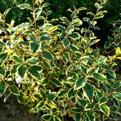 Eleagnus Gilt Edge - Leaderplant