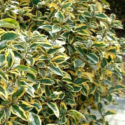 Eleagnus Gilt Edge - Leaderplant