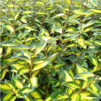 Eleagnus panaché Limelight - Leaderplant