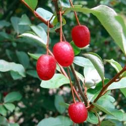 Goumi du Japon - Leaderplant