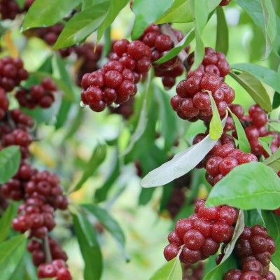 Chalef d'automne Goumi - Leaderplant