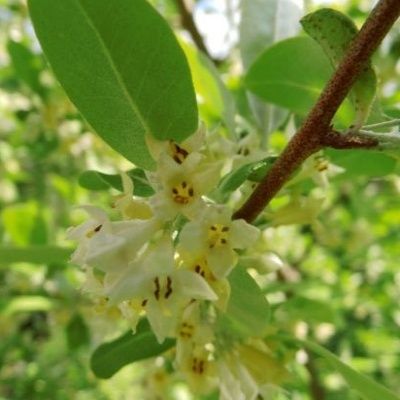 Chalef d'automne Goumi - Leaderplant