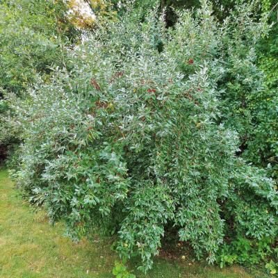 Chalef d'automne Goumi - Leaderplant