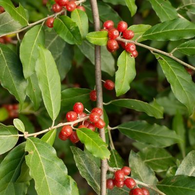 Chalef d'automne  - Leaderplant