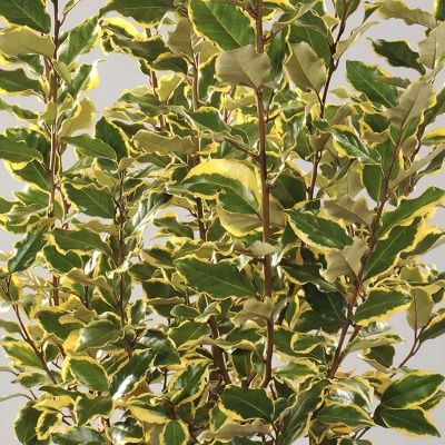 Eleagnus panaché Viveleg ® - Leaderplant