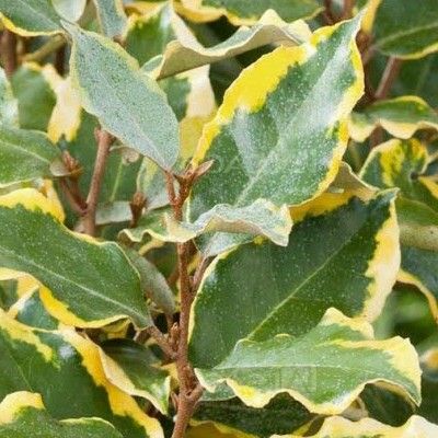 Eleagnus panaché Viveleg ® - Leaderplant