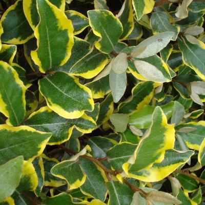Eleagnus panaché Viveleg ® - Leaderplant