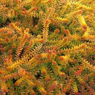 Camarine bronze - Empetrum - Leaderplant