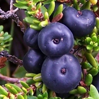 Camarine bronze - Empetrum - Leaderplant