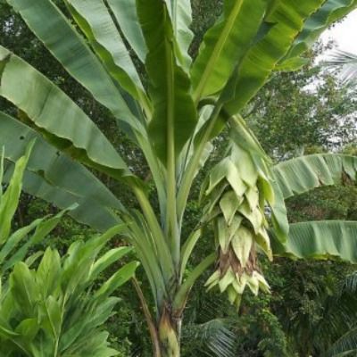 Bananier des neiges / Snow Banana /Ensete glaucum  - Leaderplant