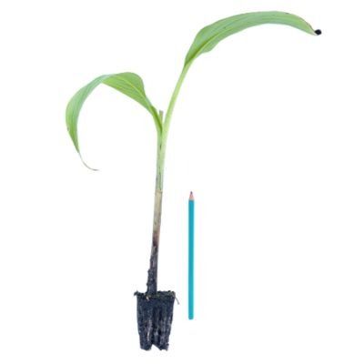 Bananier des neiges en mini-motte  - Leaderplant