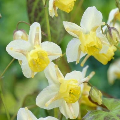 Epimedium à fleurs bicolores - Fleur des Elfes bicolore - Leaderplant