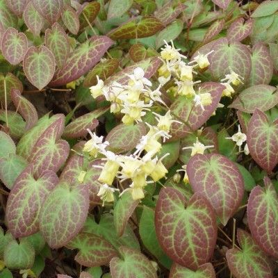 Epimedium à fleurs bicolores - Fleur des Elfes bicolore - Leaderplant