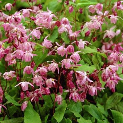 Epimedium à fleurs roses - Fleur des Elfs - Leaderplant