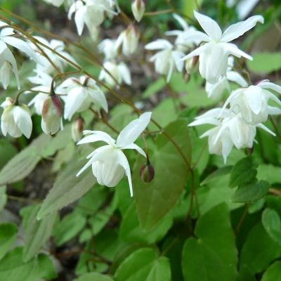 Epimedium à fleurs blanches - Fleur des Elfes Blanc - Leaderplant