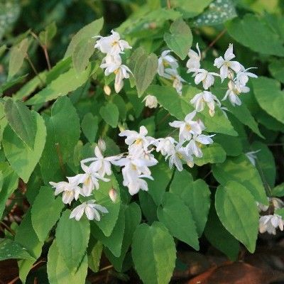 Epimedium à fleurs blanches - Fleur des Elfes Blanc - Leaderplant