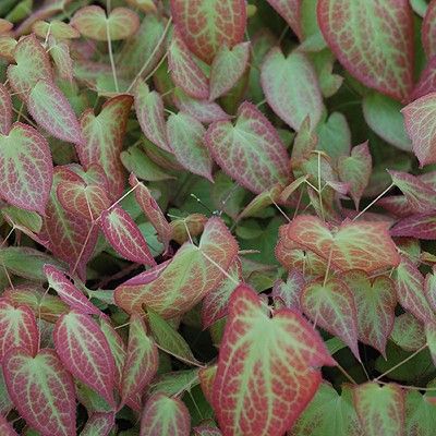 Epimedium pourpre - Fleur des Elfes rouge - Leaderplant