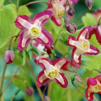 Epimedium pourpre - Fleur des Elfes rouge - Leaderplant