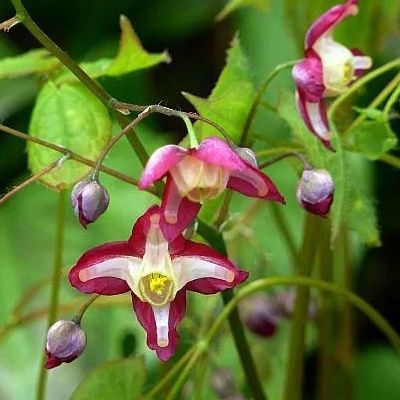 Epimedium pourpre - Fleur des Elfes rouge - Leaderplant