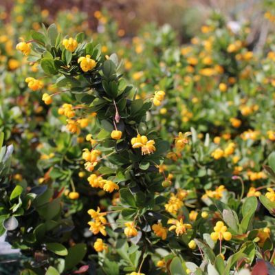 Epine vinette à feuilles de Buis - Leaderplant