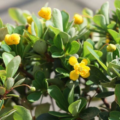 Epine vinette à feuilles de Buis - Leaderplant