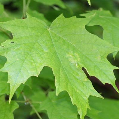 Érable à Sucre - Leaderplant