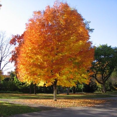 Érable à Sucre - Leaderplant