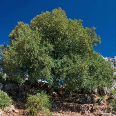 Érable de Montpellier  - Leaderplant