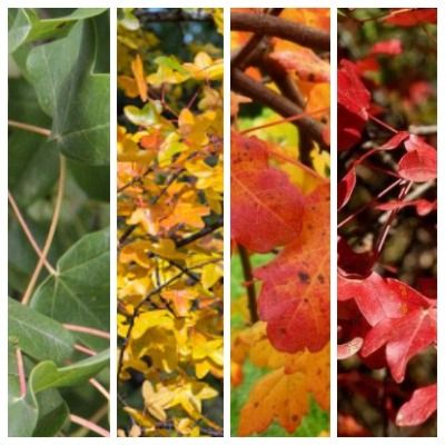 Érable de Montpellier  - Leaderplant