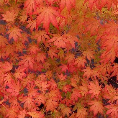 Érable du Japon Ariadne - Leaderplant