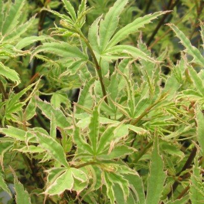 Érable du Japon Butterfly - Leaderplant