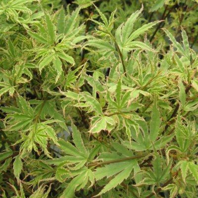 Érable du Japon Butterfly - Leaderplant