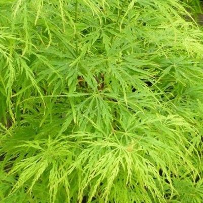 Érable du Japon Dissectum - Leaderplant