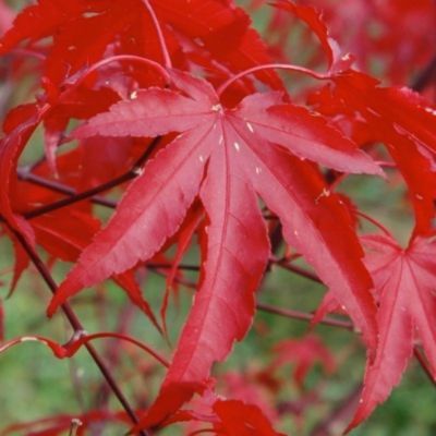 Érable du Japon Fireglow - Leaderplant