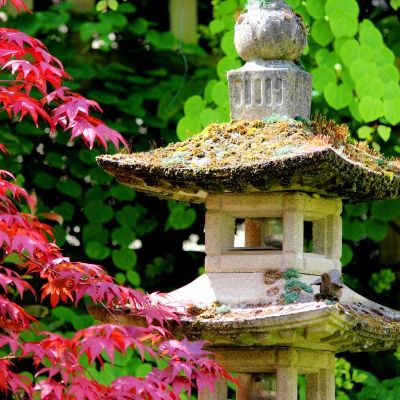 Érable du Japon Fireglow - Leaderplant