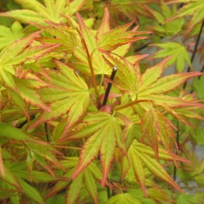 Érable du Japon Orange Dream - Leaderplant