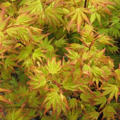 Érable du Japon Orange Dream - Leaderplant