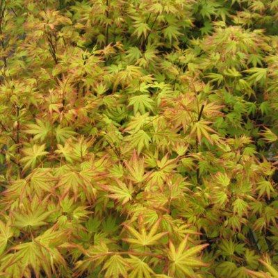 Érable du Japon Orange Dream - Leaderplant