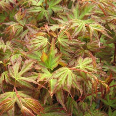 Érable du Japon Sango-kaku - Leaderplant