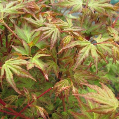 Érable du Japon Sango-kaku - Leaderplant