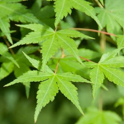 Érable du Japon - Leaderplant