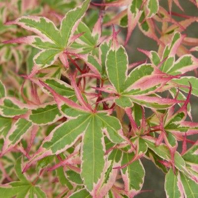 Érable Kagiri-Nishiki - Érable du Japon nain panaché - Leaderplant