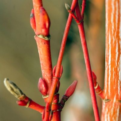 Érable du Japon Phoenix - Leaderplant