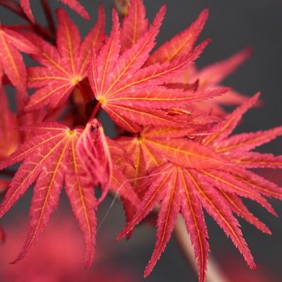 Érable du Japon Phoenix - Leaderplant