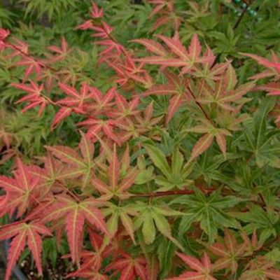 Érable du Japon Phoenix - Leaderplant