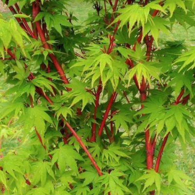 Érable du Japon Sango-kaku - Leaderplant