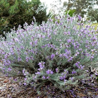 Érémophile Berry Blue - Leaderplant