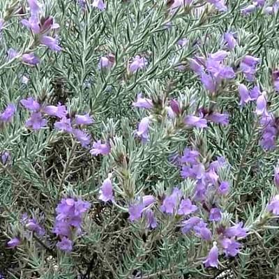 Érémophile Berry Blue - Leaderplant