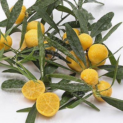 Eremorange - Leaderplant