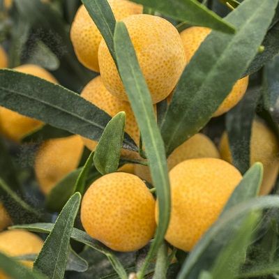 Eremorange - Leaderplant